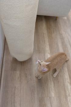 Klettersack für Katzen - Kerbl Climber mini, beige [Ø 25 cm x 100 cm ] zur Wandbefestigung